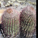 Mountain barrel cactus