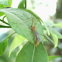Crane Fly