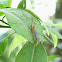 Crane Fly
