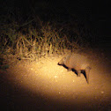Six-banded armadillo