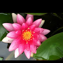 Pink Water Lily