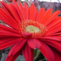 Gerbera Flower