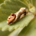 Moth