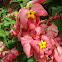 Red Flag Bush