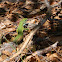 European green lizard