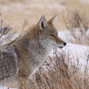 Coyote