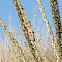 Pyrrhuloxia