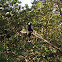 Anhinga