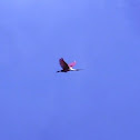 Roseate Spoonbill