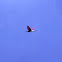 Roseate Spoonbill