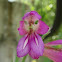 Gladiolus