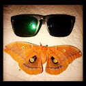 Polyphemus Moth