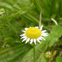 Ox-Eye Daisy