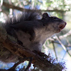 Mt. Graham Red Squirrel