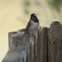Dark-eyed Junco