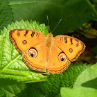 Peacock Pansy