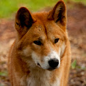 Dingo