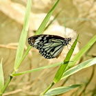 White Tiger