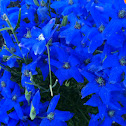 Garden Lobelia