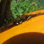 Squash Bug Nymph