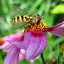 Syrphid Fly - female