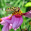 Syrphid Fly - female