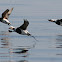 Long-tailed Ducks