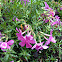 Creeping Phlox Emerald Pink