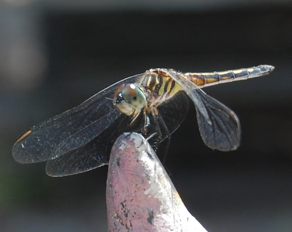 Spotting Image 1