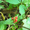 Jack in the Pulpit (fruit)