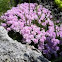Large Leaf Gentian