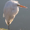 Great White Egret