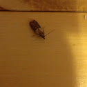 Indian meal moth