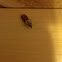 Indian meal moth