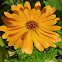 Calendula
