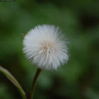 Coltsfoot
