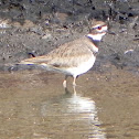Killdeer