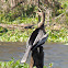 Anhinga