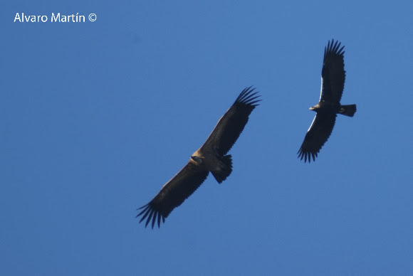 Spotting Image 1