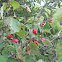 hawthorn 