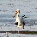 Maguari Stork
