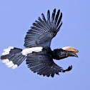 Silvery-cheeked Hornbill
