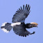 Silvery-cheeked Hornbill