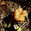 snow false morel