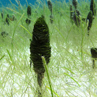 Pinecone Algae