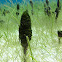 Pinecone Algae