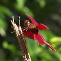 Fulvous Foret Skimmer