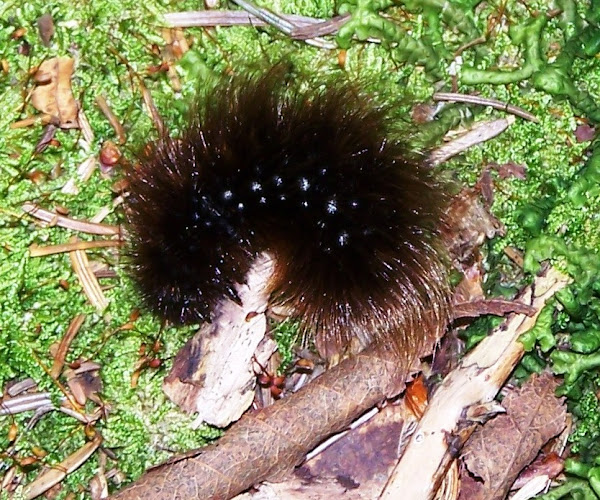 Giant Leopard Moth Caterpiller Project Noah