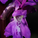 Early purple orchid, Satirión manchado