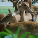 Chital or Spotted Deer